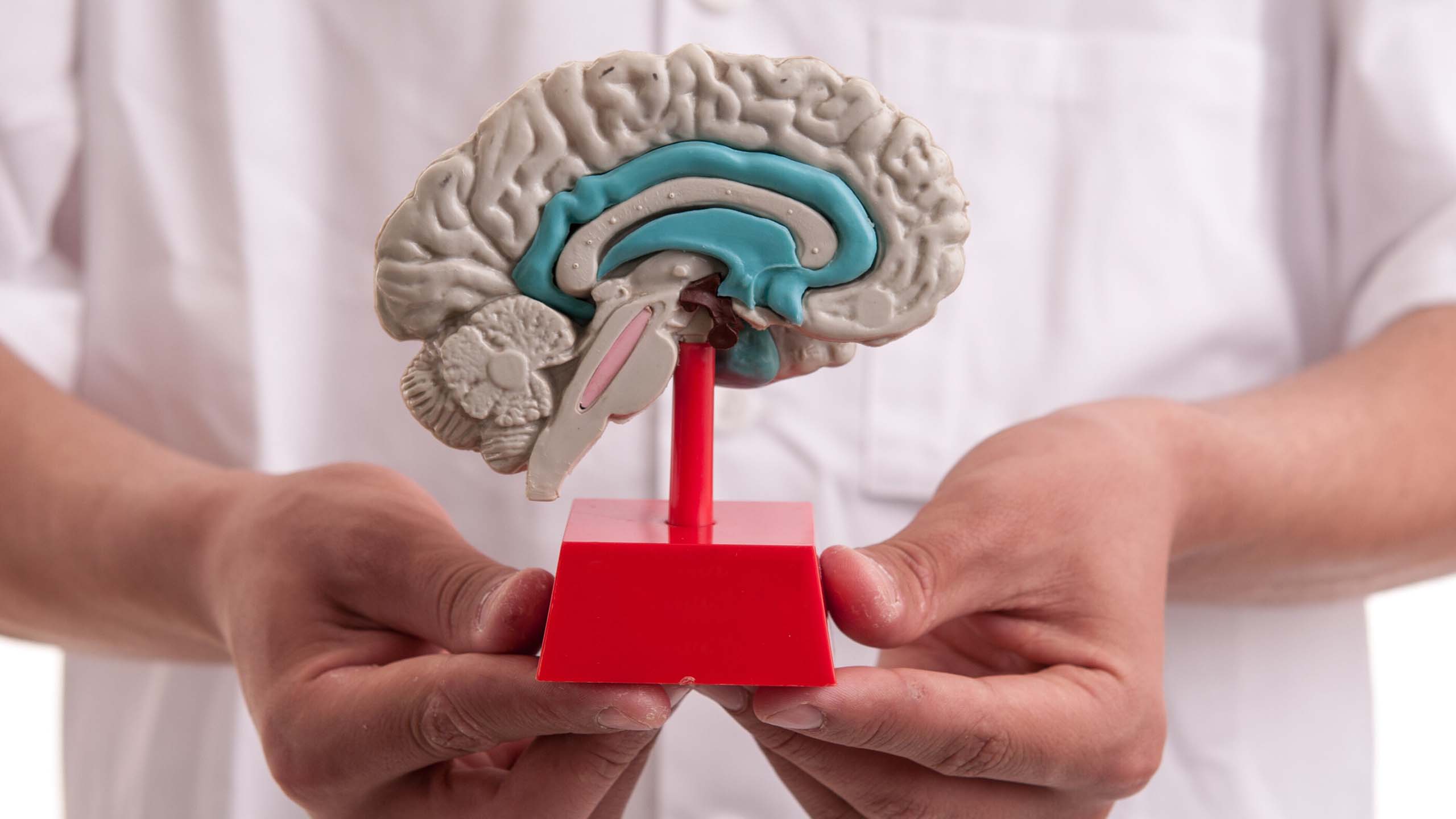 Model of a brain being held by hands